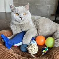 おもちゃに囲まれるもめんくん（画像提供：もめんさん）