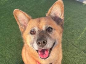 毎日のお散歩に家族とのお出かけ　楽しくて笑顔になっちゃう雑種犬「ジス」