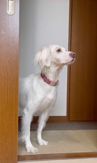 「一応確認しに来た」パターン（動画からキャプチャー／提供：みのかさ さん @inekaratukutta）