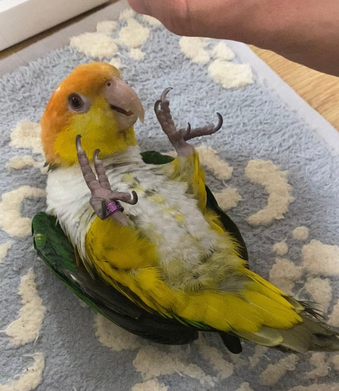 上手く腕に止まれないインコ 心配になって病院に連れて行った→獣医師