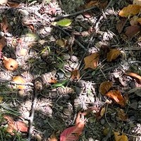 あっ！（※元画像をズームしたもの・画像提供：よろたむさん）