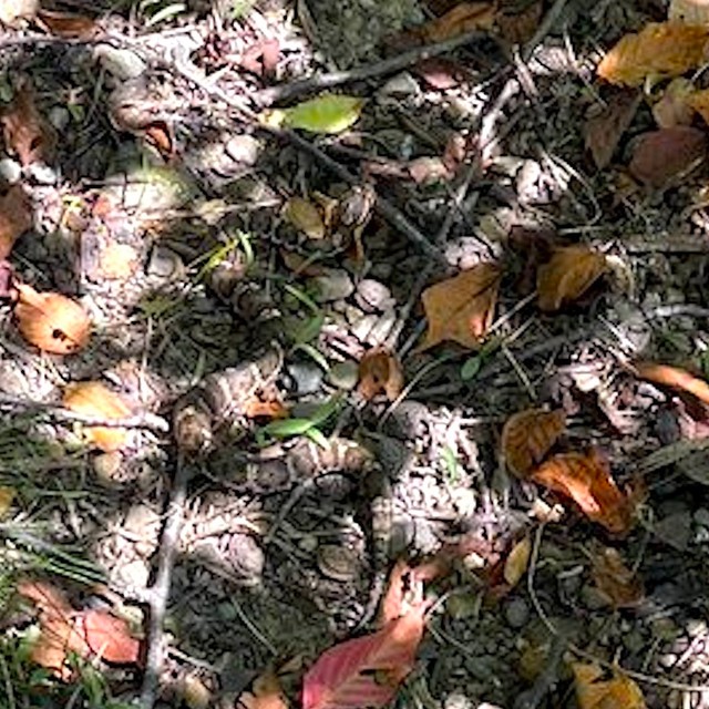 あっ！（※元画像をズームしたもの・画像提供：よろたむさん）