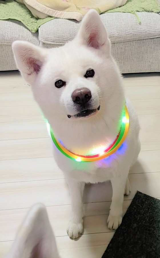 「光る首輪」が似合う秋田犬の女の子、こゆきちゃん（画像提供：秋田犬こゆきと愉快な仲間達さん）
