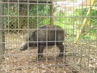 捕獲されたイノシシ　提供：栗林公園観光事務所