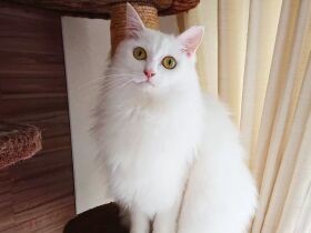 ママさんにゃあに？　名前を呼ぶとお返事してくれるMIX猫「マシュマロ」