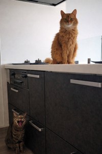 しぴこめさんと暮らすしぴちゃん（右）、おこめくん（左）（しぴこめさん提供）