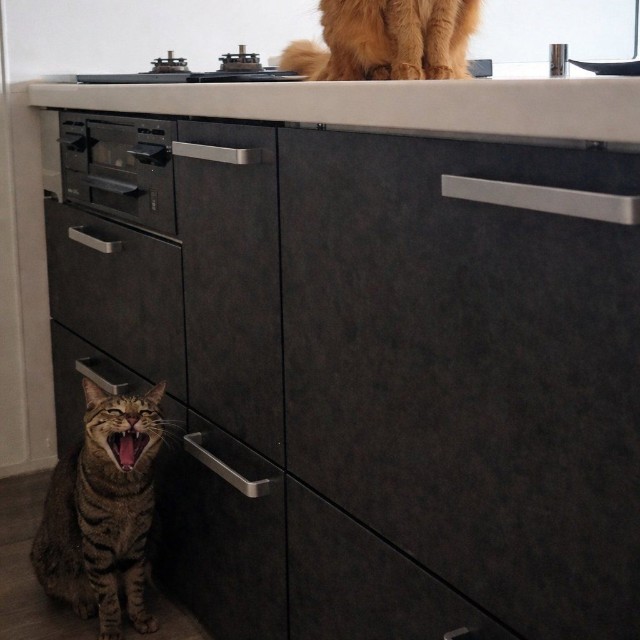 しぴこめさんと暮らすしぴちゃん（右）、おこめくん（左）（しぴこめさん提供）