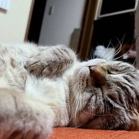 食べて遊んで幸せだにゃ