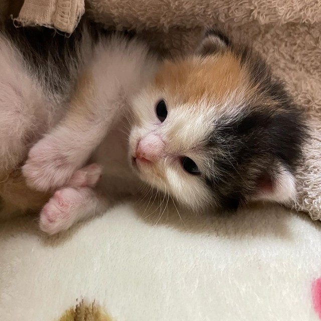 お家に来た時、あまりにも小さくて心配になった