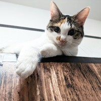 飼い主さんを見下ろす三美ちゃん（画像提供：三美お嬢様はお猫様さん）