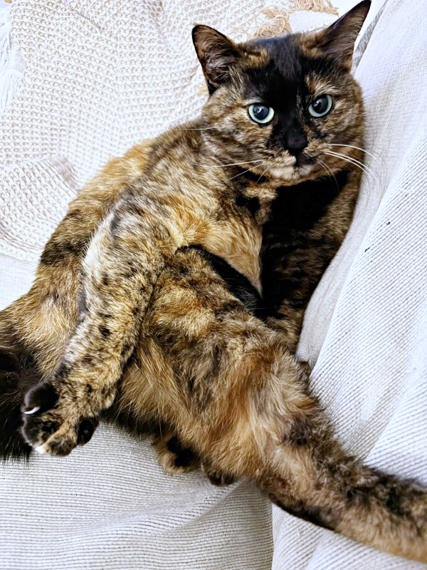 まったりくつろぐうるめちゃん（画像提供：硝子さん）