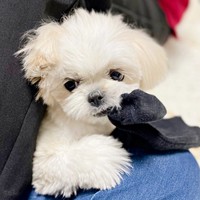 靴下を確保！ 満足げに両前足で抱えています（画像提供：みかん日記（犬）さん）