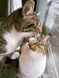 ほのぼの (※画像提供：@nekokawaii1214さん)