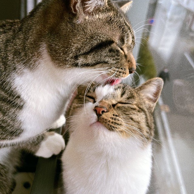 ほのぼの (※画像提供：@nekokawaii1214さん)