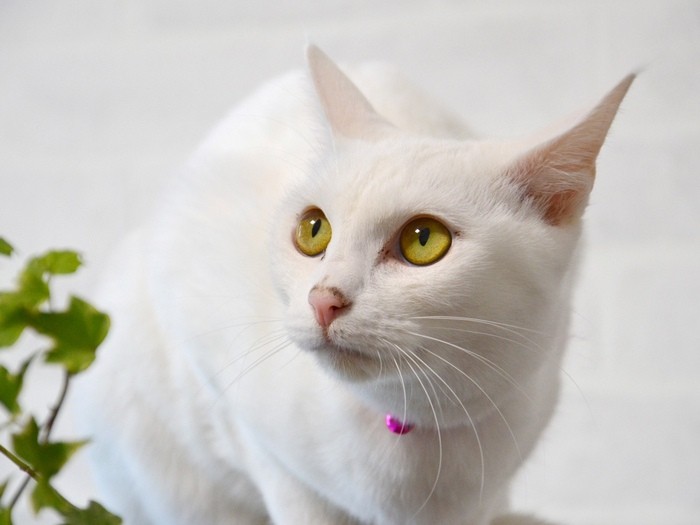 若き日のユキ（しまや出版提供）