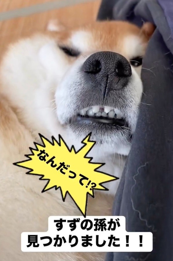 元ママ犬のすずちゃん。血統書のおかげで、孫犬さんと出会えたそう（動画からキャプチャー／提供：ミニすずさん）