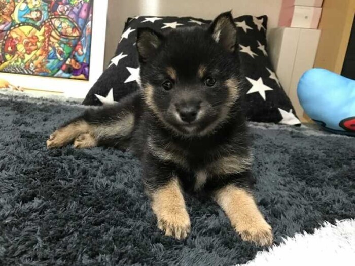 家にきたころの「あずき」