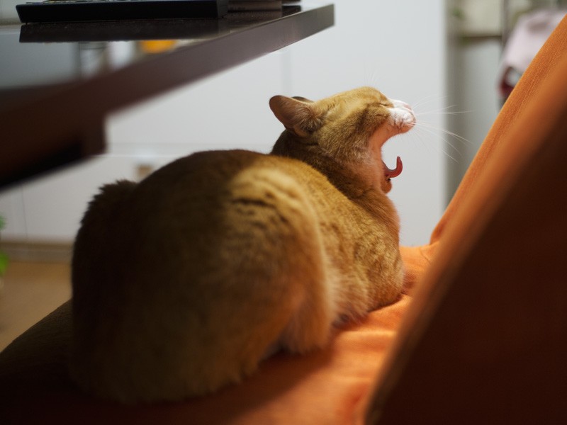 「ご飯もあるし、敵もいない。でも退〜屈」（小林写函撮影）