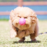 ボールを鼻でキャッチ！ 顔をしかめるポテチくん（画像提供：ポテチやでさん）