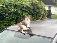 車の屋根には「たこ焼き」ではなく、猫さんが乗っかていることも…（photoACより「羊国」さん撮影、イメージ画像）