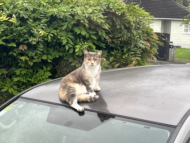車の屋根には「たこ焼き」ではなく、猫さんが乗っかていることも…（photoACより「羊国」さん撮影、イメージ画像）