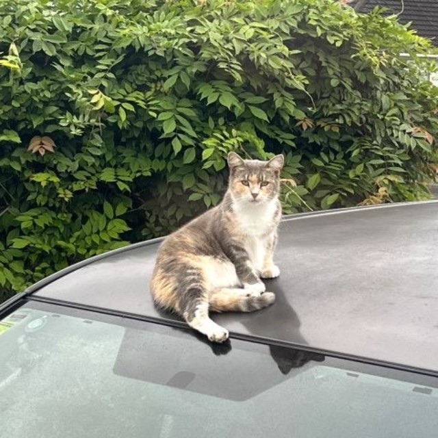 車の屋根には「たこ焼き」ではなく、猫さんが乗っかていることも…（photoACより「羊国」さん撮影、イメージ画像）