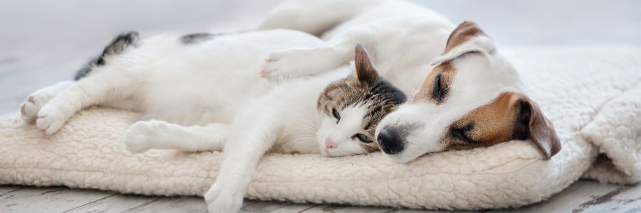 飼い方
