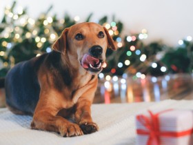 犬や猫の未来を変えるために　寄付というギフト始めてみませんか