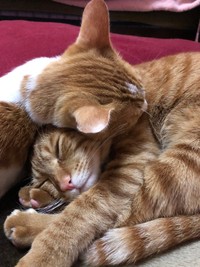 寝顔がたまらなくいとおしい／保護猫のじん君さん（hogoeko_Jin）提供
