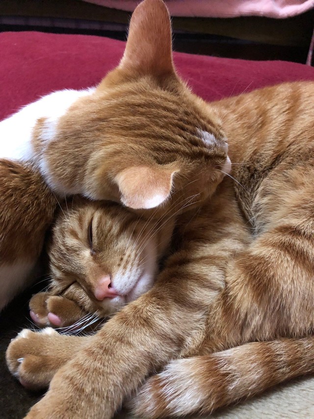 寝顔がたまらなくいとおしい／保護猫のじん君さん（hogoeko_Jin）提供