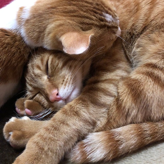 寝顔がたまらなくいとおしい／保護猫のじん君さん（hogoeko_Jin）提供