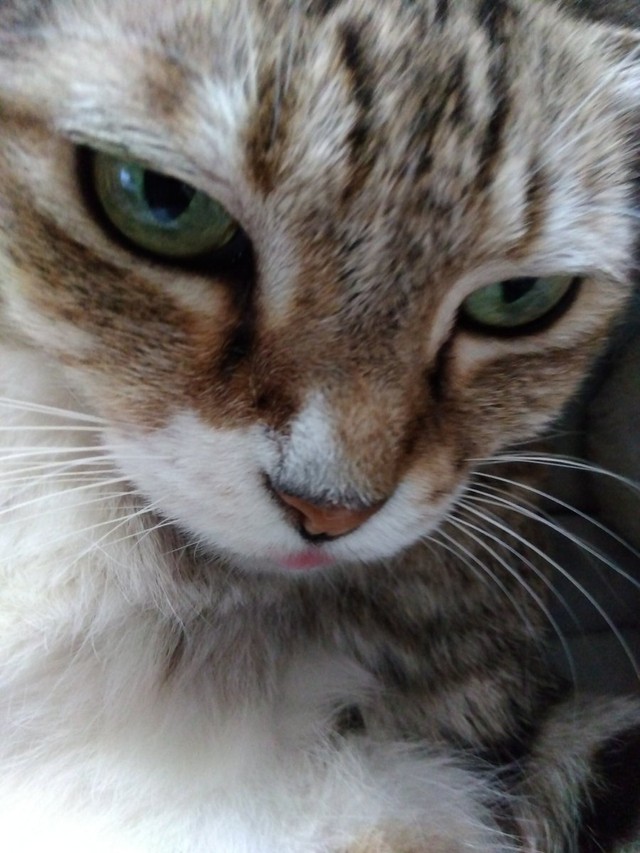 ペロッと少しでた舌が愛らしいゆずちゃん（画像提供：バニラさん）