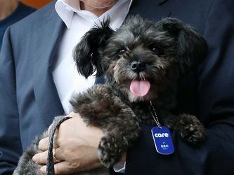 韓国の文大統領、捨て犬を引き取り飼育　公約実現