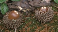 足元から感じる「秋の深まり」　雑木林で見つけた2種類のドングリ　岡山・倉敷市