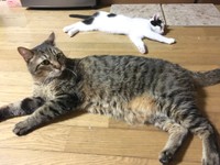 6歳のまろちゃん（手前）と同居猫のこまちちゃん（後ろ）（画像提供：こまちさん）