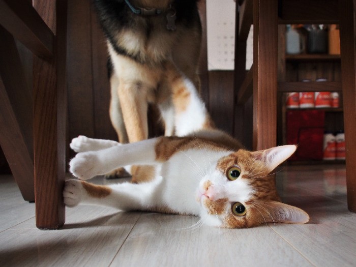 やさしい顔のイケメンポニョくん