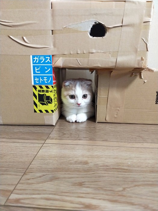 いろいろな居場所が作られているダンボールハウス（提供：つむぎ🐈スコティッシュフォールドさん）