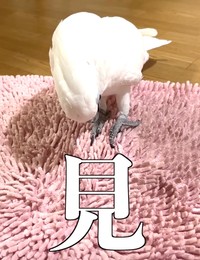 じっくり観察…（提供：タイハクオウムのゆきまるさん）