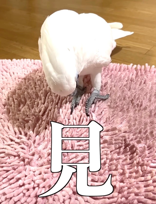 じっくり観察…（提供：タイハクオウムのゆきまるさん）