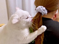 せっせとママの髪をグルーミングするしらたまくん（画像提供：月としらたまさん）