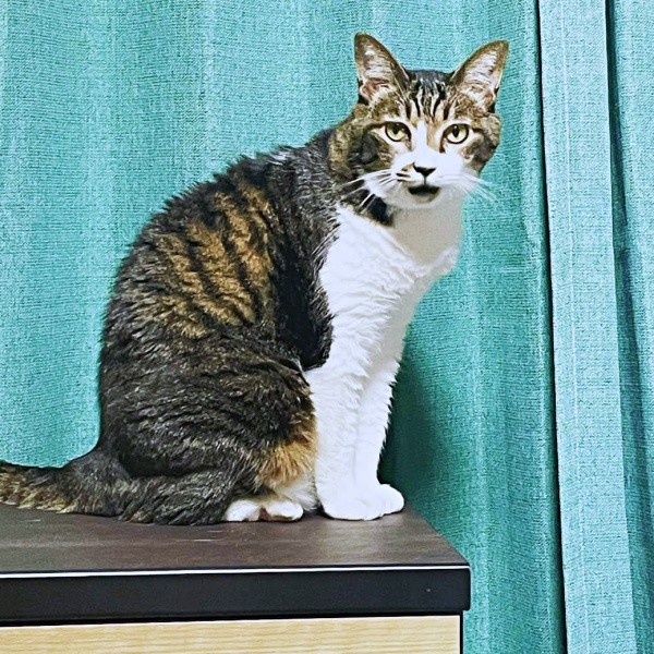 ミヤモトさんのもとで第二の猫生を歩み始めたちーちゃん（画像提供：ミヤモトナオキさん）