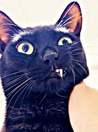 猫あるある！？ イッと口角を上げて犬歯が現れたうにちゃん（画像提供：うおおおさん）
