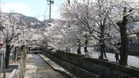 城下町で桜満開　写真やスケッチ楽しむ客でにぎわう　岡山・高梁市