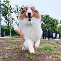 朝散歩で元気に走る天ちゃん（画像提供：むじゅっとてんちゃんさん）