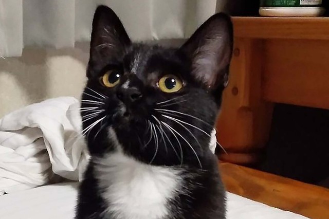 天真爛漫なキャビアちゃん、生後約６カ月の女の子（足風邪タカヤさん提供）