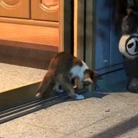 戸を開ける三毛猫さんが話題（「柴桜 三朗太」さん提供、Xよりキャプチャ撮影）
