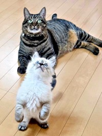 元気いっぱいの子猫に優しく寄り添うタマちゃん（画像提供：Ari Mayaさん）