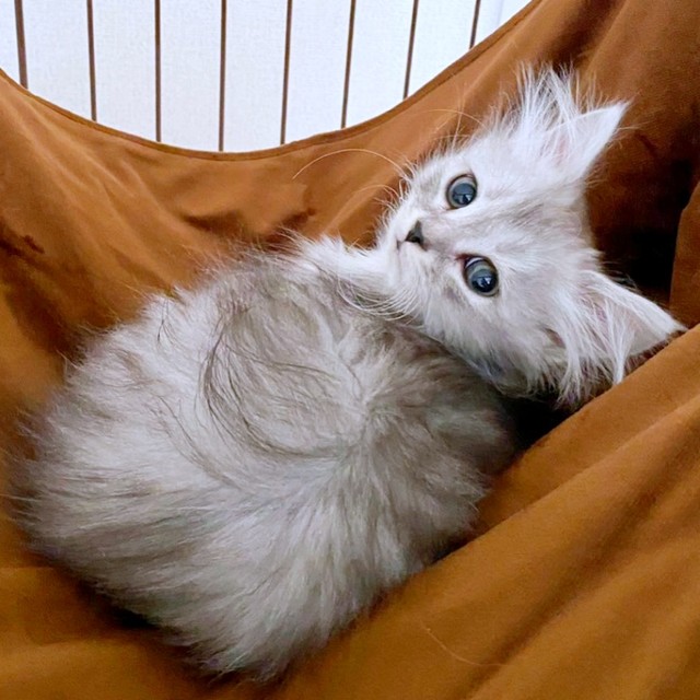 子猫時代、ハンモックの上でくつろぐすぴさん（画像提供：すぴさん）