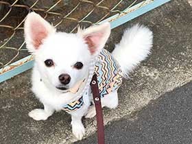 毎日元気にお散歩するよ　ミックス犬の「ラッキー」