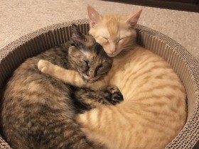 虐待された３本足の姉弟猫　家に迎えて１カ月「想像していたより100倍かわいい」